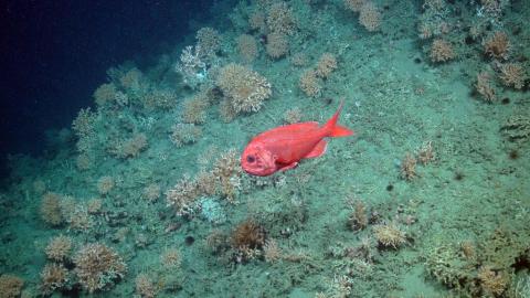 Orange roughy in Whittard Canyon (C)NOC